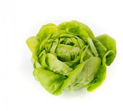 REX RZ (42-06) LETTUCE