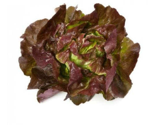 SKYPHOS RZ (43-15) LETTUCE