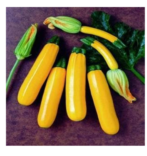 ORELIA F-1 YELLOW ZUCCHINI