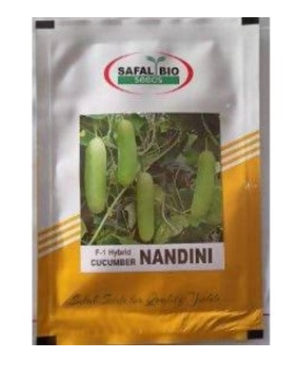 NANDINI CUCUMBER SEEDS
