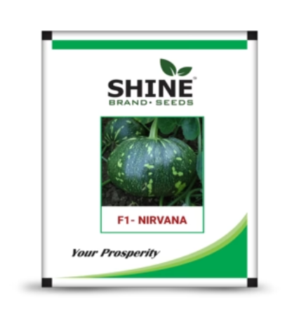 SHINE PUMPKIN NIRVANA F1 SEEDS