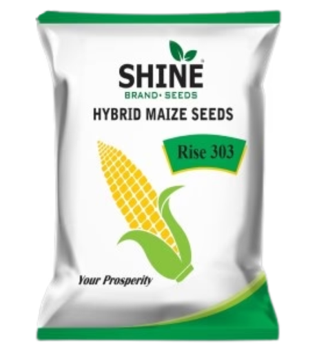 RISE AGRO RISE-303 SHINE HYBRID MAIZE SEEDS