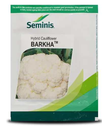 BARKHA CAULIFLOWER