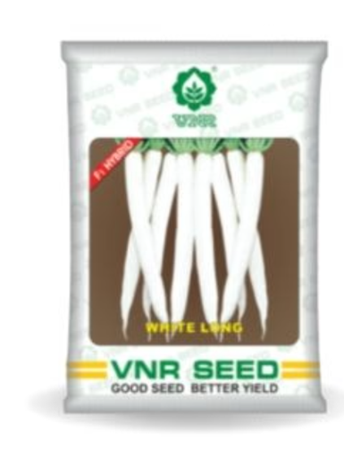 WHITE LONG RADISH