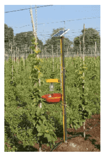SOLAR LIGHT TRAP