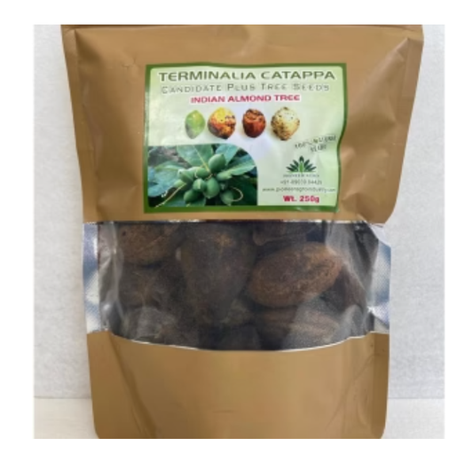 PIONEER AGRO TERMINALIA CATAPPA (INDIAN ALMOND TREE SEED)