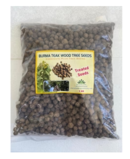 PIONEER AGRO BURMA TEAK WOOD TREE (SEEDS)