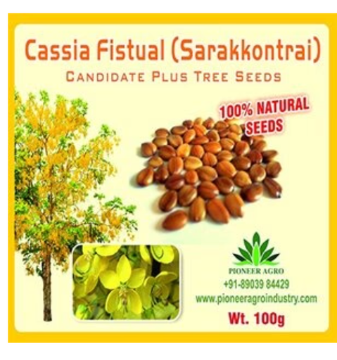 CASSIA FISTULA (TREE SEED)