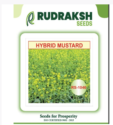 RUDRAKSH HYBRID MUSTARD (RS-1046)