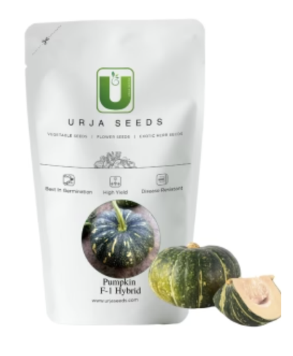 URJA US-64 - PUMPKIN F-1 HYBRID SEEDS (SMALL)