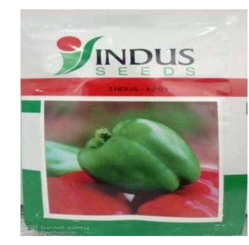 INDUS CAPSICUM 1201 GREEN SEEDS (SHIMLA MIRCH)