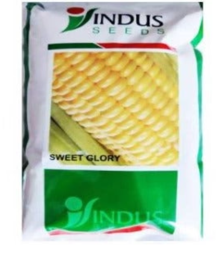 INDUS SWEET CORN SWEET GLORY SEEDS
