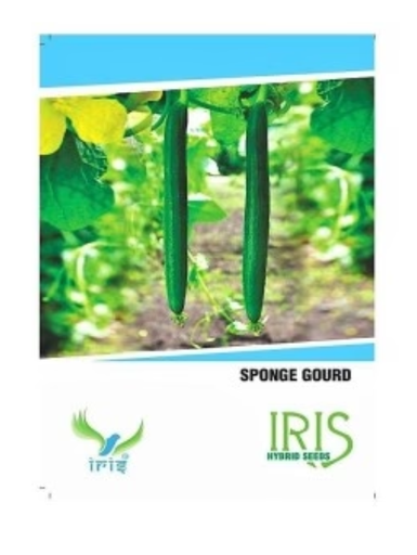 IRIS HYBRID VEGETABLE SEEDS SPONGE GOURD