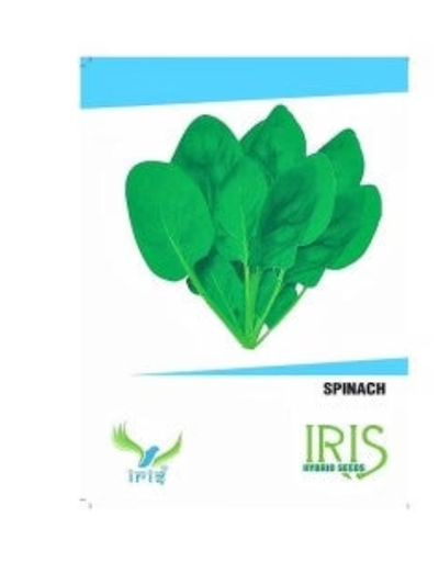 IRIS HYBRID SPINACH SEEDS PALAK