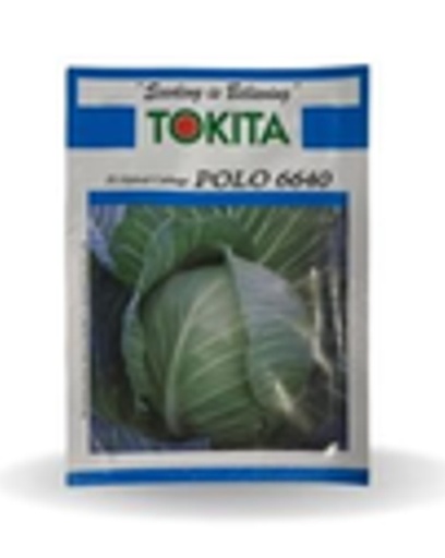 POLO 6640 F1 HYBRID CABBAGE
