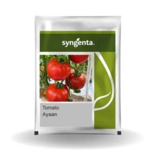 SYNGENTA AYAAN TOMATO SEEDS