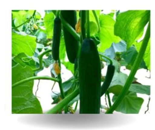 BAZELET HYBRID CUCUMBER