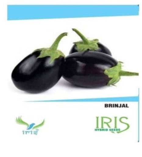 IRIS HYBRID BRINJAL SEEDS