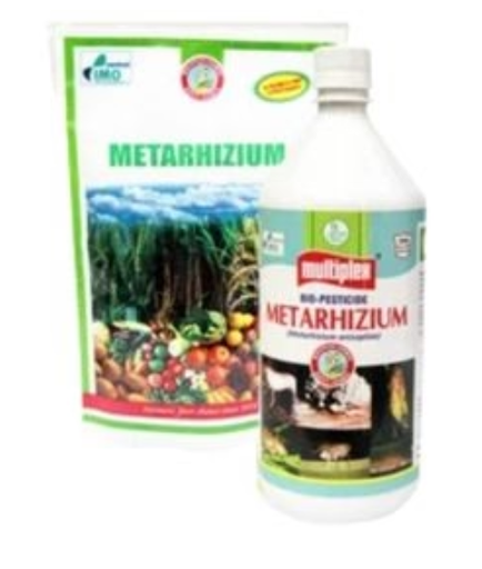 MULTIPLEX METARHIZIUM (METARHIZIUM ANISOPLIAE) LIQUID ( मल्टीप्लेक्स मेटारिज़ियम लिक्विड )