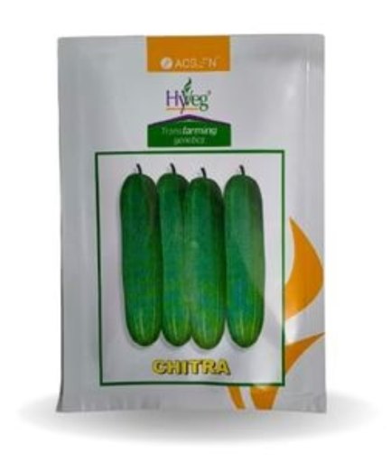 CHITRA CUCUMBER