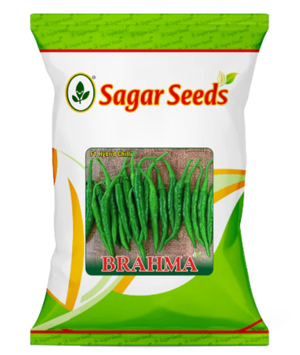 Sagar Brahma F1 chilli seeds