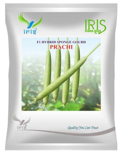 lris hybrid f1 sponge gourd prachi