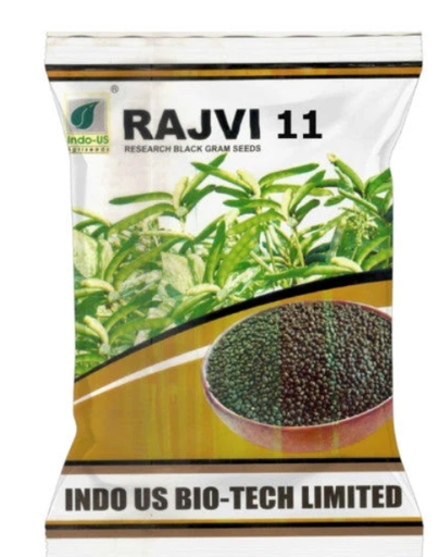 INDO US BLACK GRAM RAJVI 11