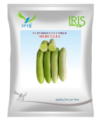 Iris Hybrid F1 CUCUMBER HERCULUES