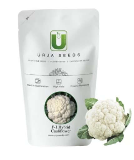 URJA JYOTIKA-I - CAULIFLOWER F-1 HYBRID SEEDS