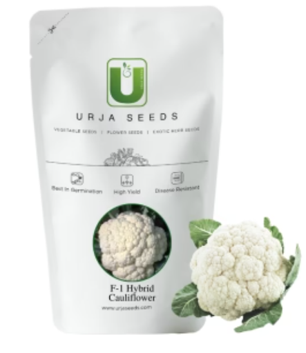 URJA JYOTIKA-II CAULIFLOWER SEEDS