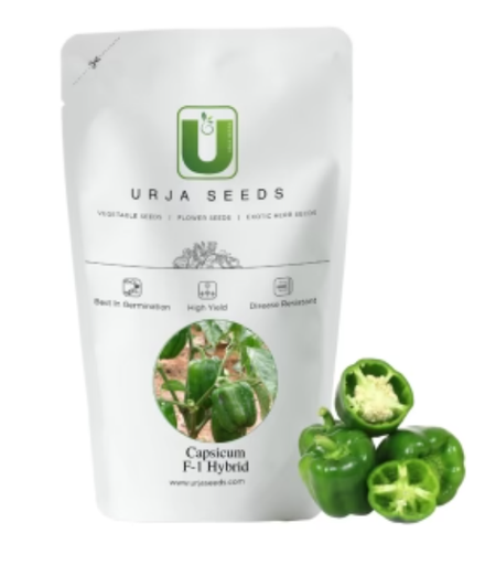 URJA INDRANI - CAPSICUM SEEDS