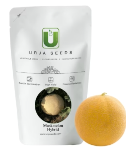URJA US-111 - MUSKMELON SEEDS