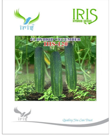 Iris Hybrid F1 CUCUMBER IHS-120