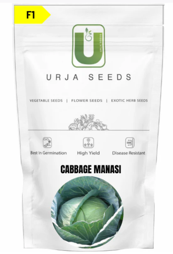 URJA CABBAGE F1 MANASI (FLAT ROUND)