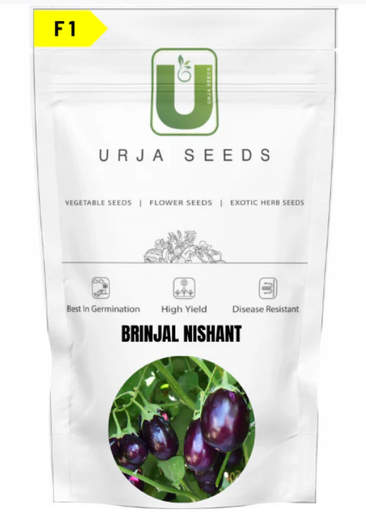 URJA BRINJAL F1 NISHANT