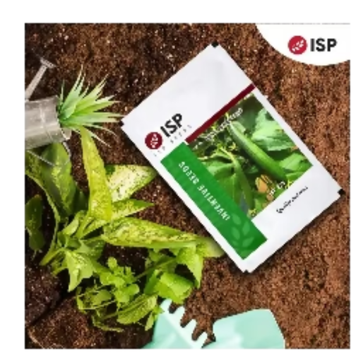 ISP225 Sponge Gourd