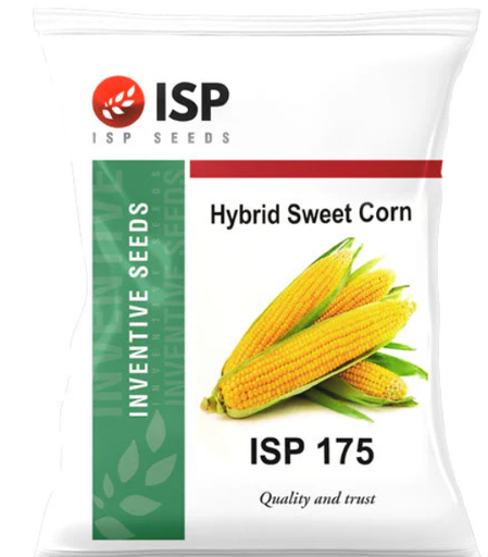 ISP175 SWEET CORN