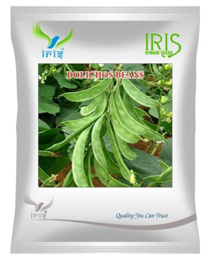Iris OP DOLICHOS BEANS (SEM PHALLI)