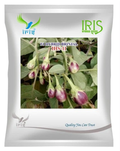 Iris Hybrid F1 BRINJAL IHS-11