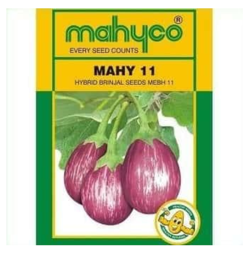 Mahy 11 (Mebh 11) Brinjal Seeds