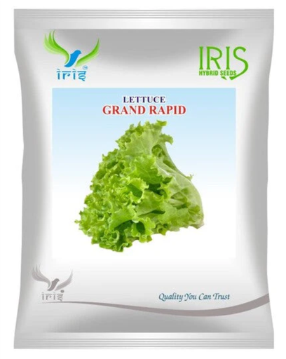 Iris Imported OP LETTUCE GRAND RAPID