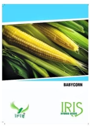 IRIS HYBRID OP BABY CORN VEGETABLE SEEDS