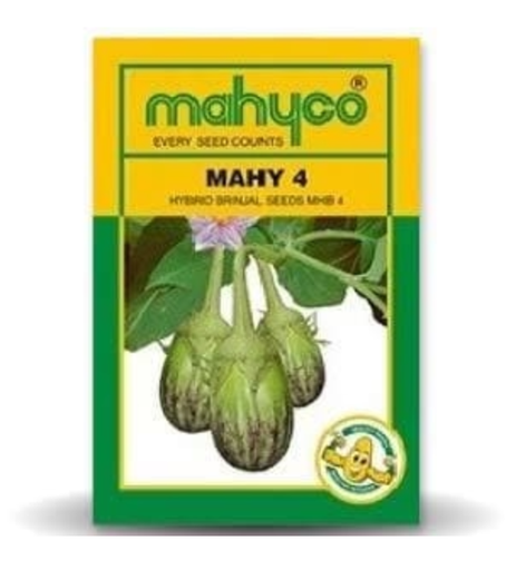 MAHY 4 MHB-4 BRINJAL