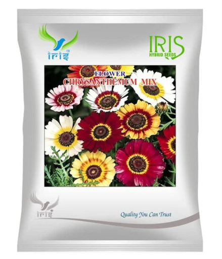 Iris Imported OP Chrysanthemum Carinatum Mix