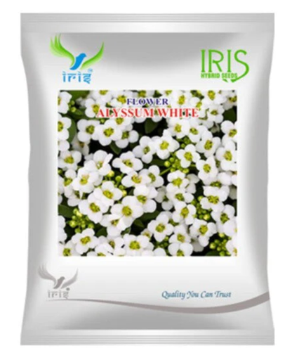 Iris Imported OP Alyssum White