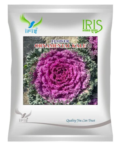 Iris Imported OP Ornamental Kale