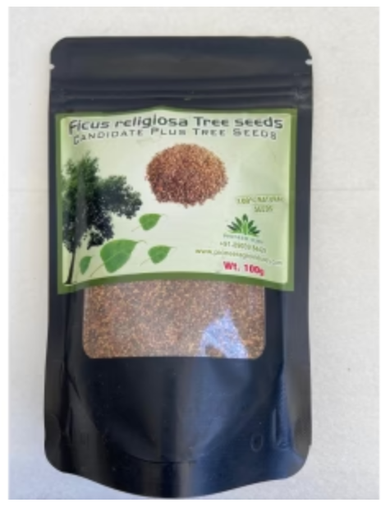 PIONEER AGRO FICUS RELIGIOSA TREE (SEEDS)