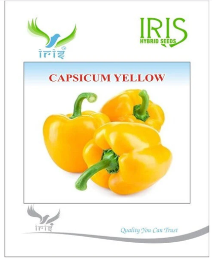 IRIS IMPORTED CAPSICUM YELLOW
