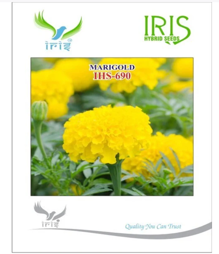 IRIS OP MARIGOLD YELLOW IHS-690