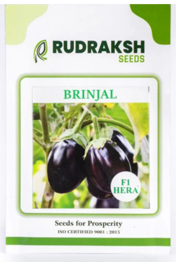 RUDRAKSH BRINJAL F1 HERA
